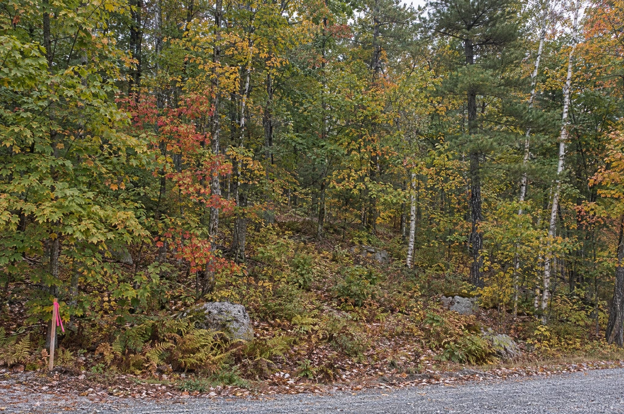 The wooded lot on David Thompson Drive in Campton before building: mixed hardwoods and pines on a gentle slope with the road at the edge